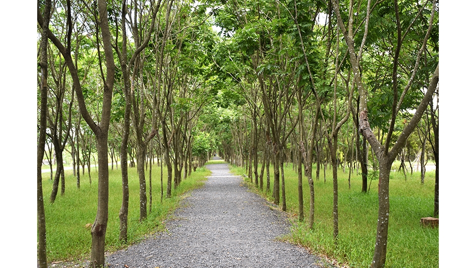 園區中以無患子樹串成林蔭步道。